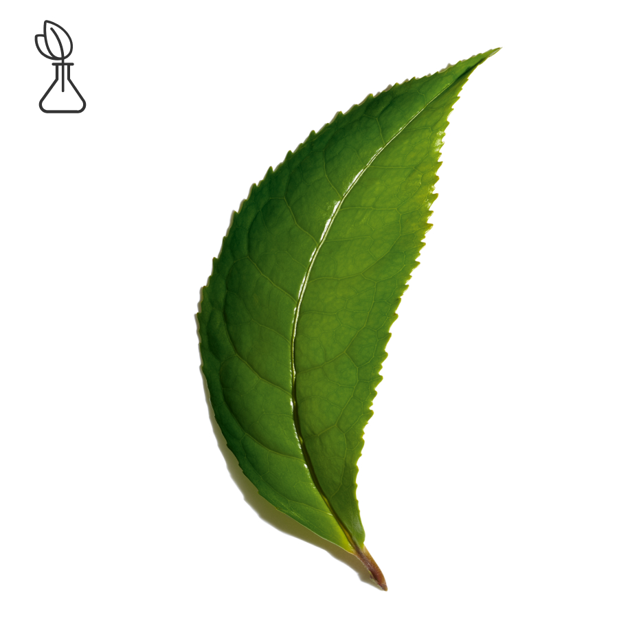 Tea plant-Organic matcha tea extract-Camellia sinensis leaf extract